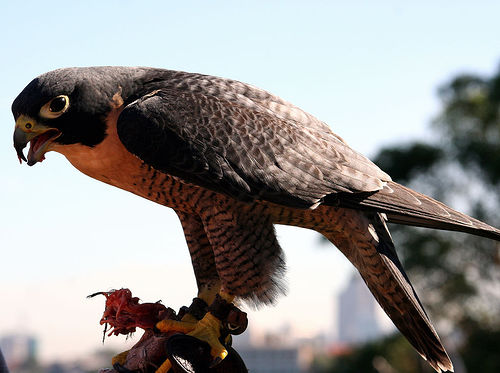 bird in hand