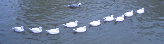 birds of a feather