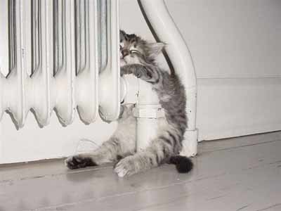cat tired!