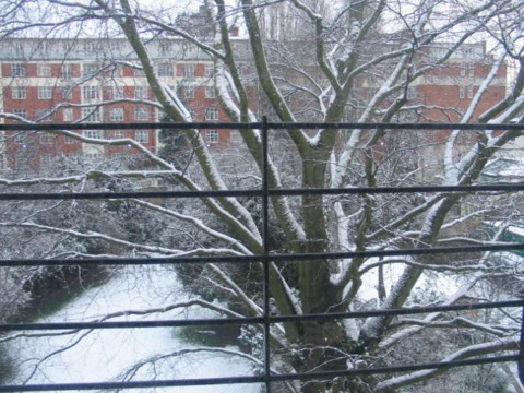 snow clad copper beech tree