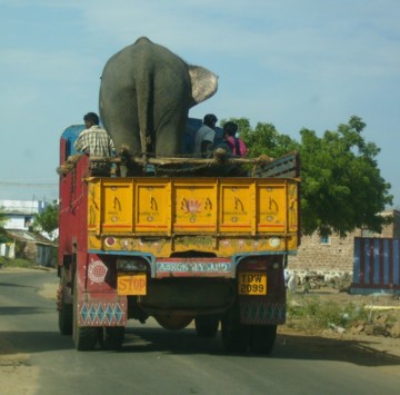 elephant bus!