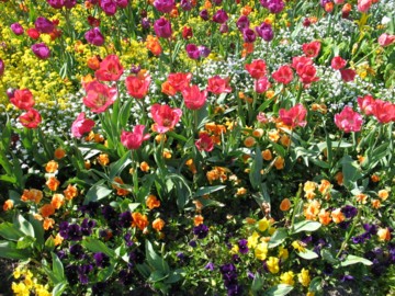 Enjoy the daffodils and the clutter clearing!