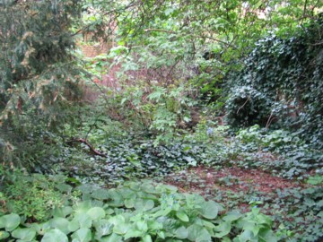 overgrown garden of Eden
