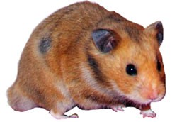 kavit's hamster!