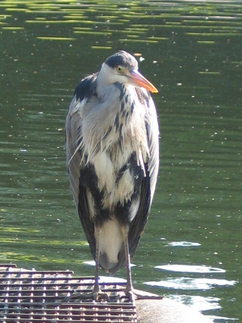 Heron in Regents Park