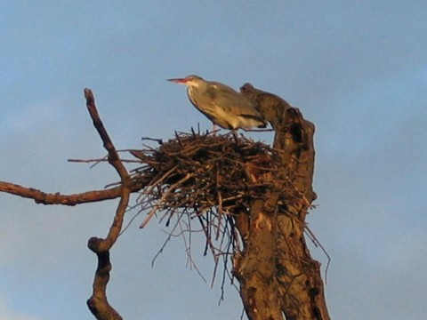 Heron nest
