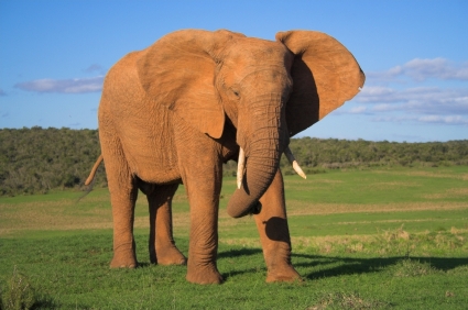 be like jumbo, not dumbo!