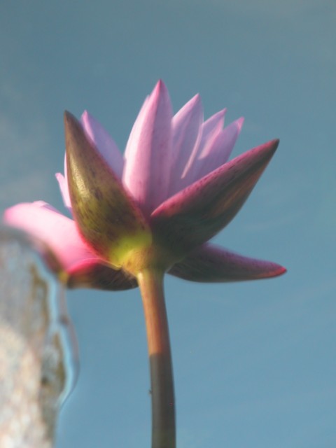 vision of a beautiful lily