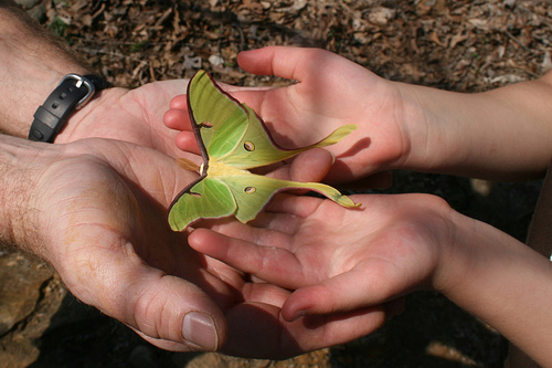 Miracles Of Nature