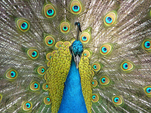 Don't be as proud as a peacock!