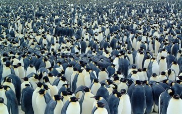 Penguins in huddle