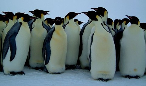 Penguins basking in the sun