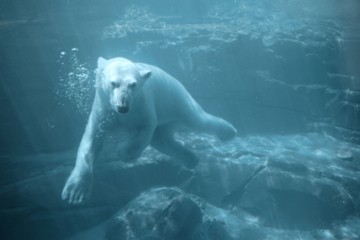 polar bear hunting for British swimmers invading his territory