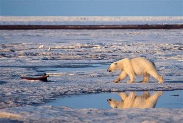 polar bears could be a thing of the past soon unless we all act now