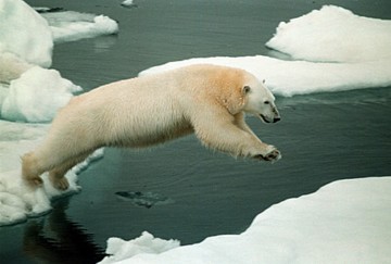 polar bear leaping for tasty British long distance swimmer