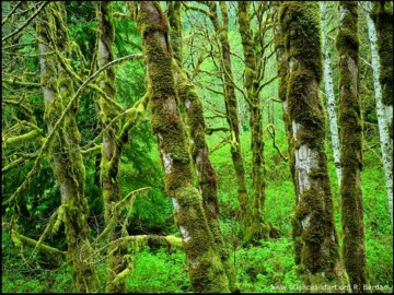 soon the rainforests may just be a dream