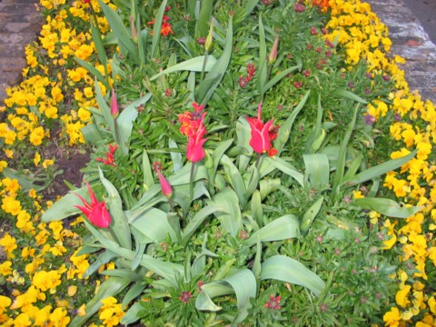 flowers ecstasy