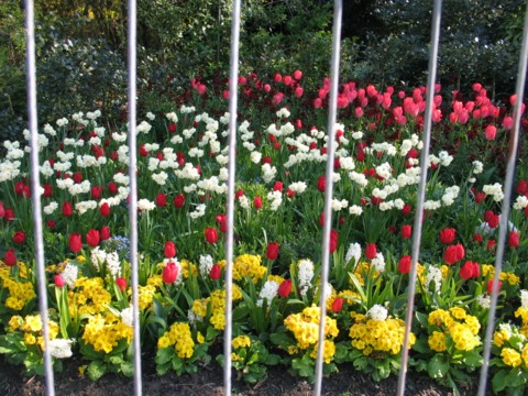 Regents Park flowers in the spring