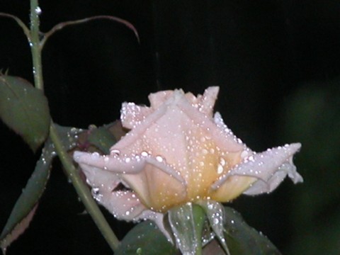 ali's rose