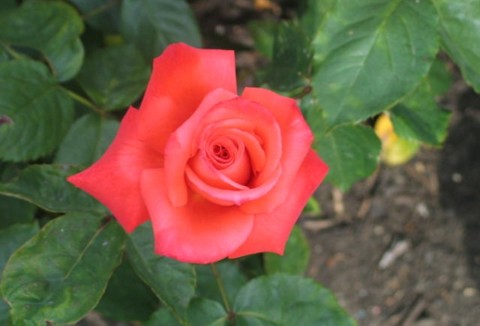 rose1