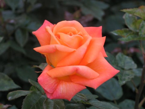 Rose2
