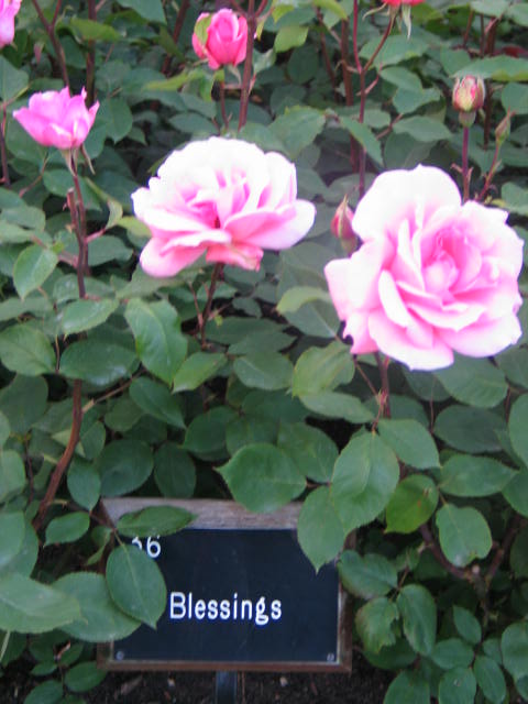 rose blessings