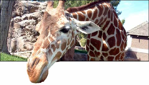smiling giraffe