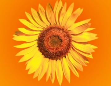 sunflower and life in its full glory
