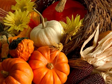 happy thanksgiving - time to be grateful for pumpkins!