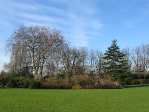 save our trees before it is too late