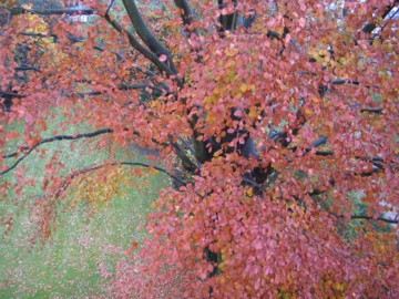 trees here today, gone tomorrow?