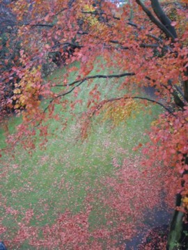 this copper beech tree is here to stay!