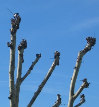 blue sky on sunday morning