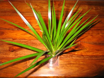 yukka plant in glass of water