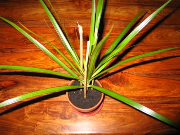 yukka plant rejuvenated!